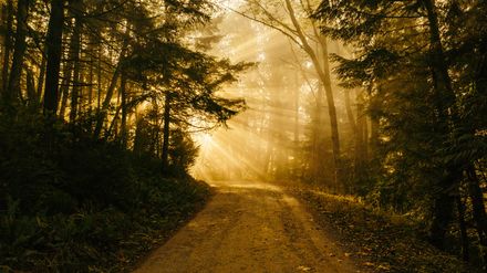 Chemin entre les arbres avec de puissants rayons de soleil