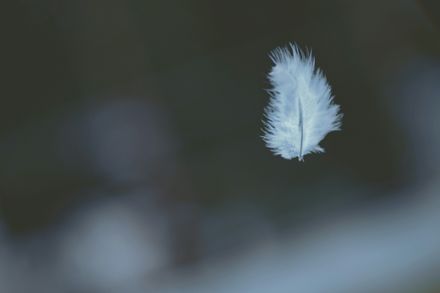 Petite plume blanche dans le vent