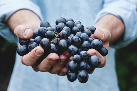 Homme portant une grappe de raisin noir dans ses mains